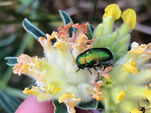 Cryptocephalus sp.